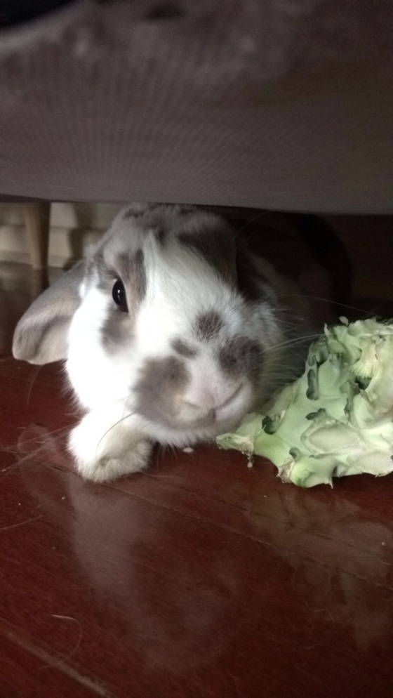 Day 150: Bonus pic! Billy (cute!) eating broccoli under the couch (not so cute)