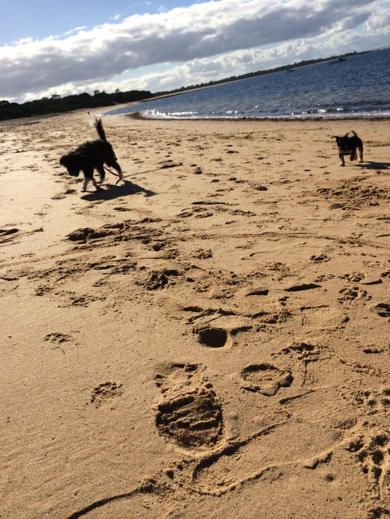 Day 154: The puppies at the beach #lolaandtaco